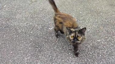 Asfalt sokakta dinlenen esintili, kumral, oynak kedi..  