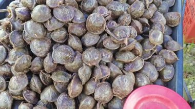 koyu renkli arşiv arşivi pauciflorum sebze tohumları yığını.