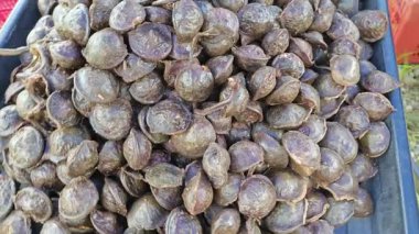 koyu renkli arşiv arşivi pauciflorum sebze tohumları yığını.