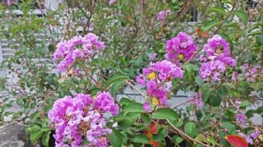 Dalların üzerinde pembe lagerstroemia indica çiçeği kümesi..