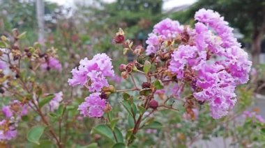 Dalların üzerinde pembe lagerstroemia indica çiçeği kümesi..