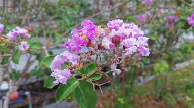 Dalların üzerinde pembe lagerstroemia indica çiçeği kümesi..