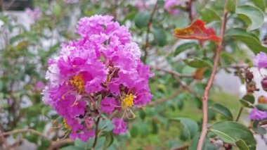 Dalların üzerinde pembe lagerstroemia indica çiçeği kümesi..