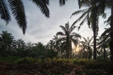 Palmiye yağı tarlasında aşırı gelişmiş bitki örtüsü manzarası.