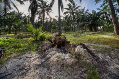 Palmiye yağı tarlasında aşırı gelişmiş bitki örtüsü manzarası.
