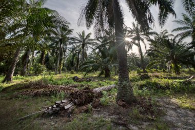 Palmiye yağı tarlasında aşırı gelişmiş bitki örtüsü manzarası.