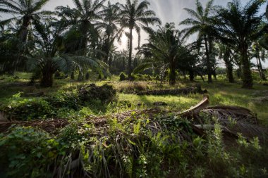 Palmiye yağı tarlasında aşırı gelişmiş bitki örtüsü manzarası.