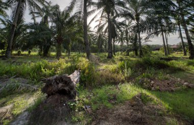 Palmiye yağı tarlasında aşırı gelişmiş bitki örtüsü manzarası.