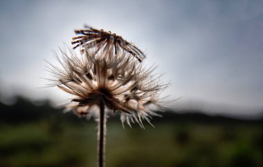 Şafak vakti kurumuş bir Ageratum conyzoides otuyla kapatıyoruz..