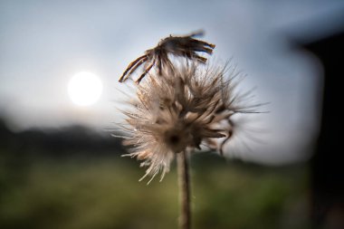 Şafak vakti kurumuş bir Ageratum conyzoides otuyla kapatıyoruz..