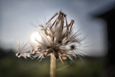 Şafak vakti kurumuş bir Ageratum conyzoides otuyla kapatıyoruz..