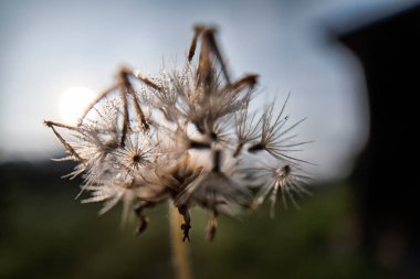 Şafak vakti kurumuş bir Ageratum conyzoides otuyla kapatıyoruz..