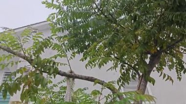 Sarı şeffaf bir şişe köri ağacının etrafında asılı duruyor..