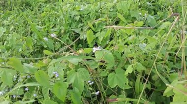 Yabani Passiflora foetida çiçeğinin etrafında uçuşan siyah yaban arısı. 