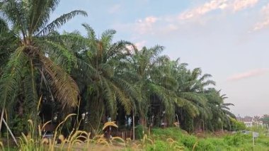 Yeni günün şafağı yakındaki yerleşim bölgesinde.. 