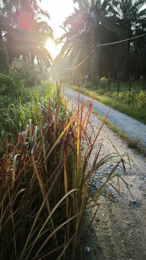 Parlak güneş ışığı uzaktaki ufukta kırsal yolda ışıldıyor.. 