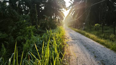 Parlak güneş ışığı uzaktaki ufukta kırsal yolda ışıldıyor.. 