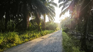 Parlak güneş ışığı uzaktaki ufukta kırsal yolda ışıldıyor.. 
