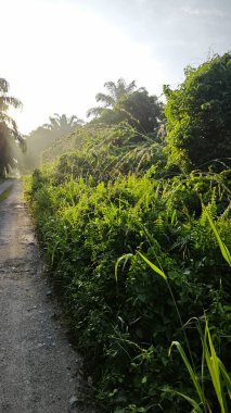 Parlak güneş ışığı uzaktaki ufukta kırsal yolda ışıldıyor.. 