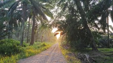 Parlak güneş ışığı uzaktaki ufukta kırsal yolda ışıldıyor.. 