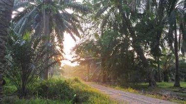 Parlak güneş ışığı uzaktaki ufukta kırsal yolda ışıldıyor.. 