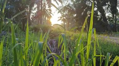 Parlak güneş ışığı uzaktaki ufukta kırsal yolda ışıldıyor.. 
