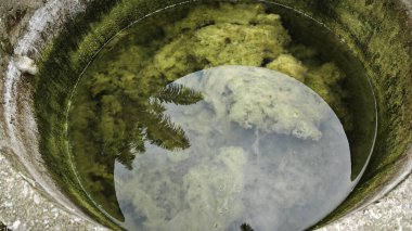 Kristal berrak suyun altında beyaz kıllı yosunlar büyüyor..