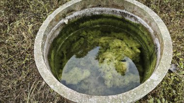 Kristal berrak suyun altında beyaz kıllı yosunlar büyüyor..