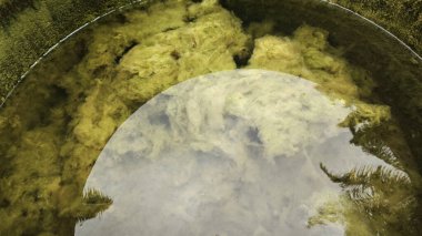 Kristal berrak suyun altında beyaz kıllı yosunlar büyüyor..