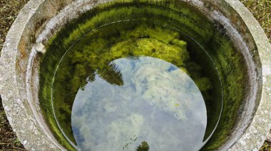 Kristal berrak suyun altında beyaz kıllı yosunlar büyüyor..