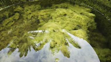 Kristal berrak suyun altında beyaz kıllı yosunlar büyüyor..