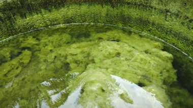 Kristal berrak suyun altında beyaz kıllı yosunlar büyüyor..