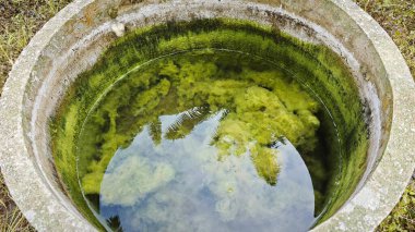 Kristal berrak suyun altında beyaz kıllı yosunlar büyüyor..