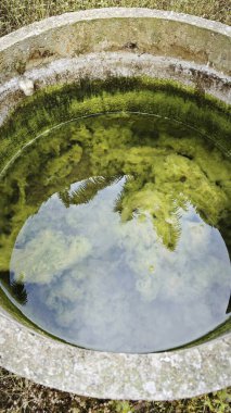 Kristal berrak suyun altında beyaz kıllı yosunlar büyüyor..