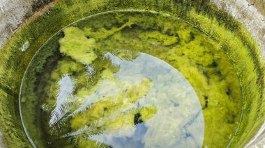 Kristal berrak suyun altında beyaz kıllı yosunlar büyüyor..