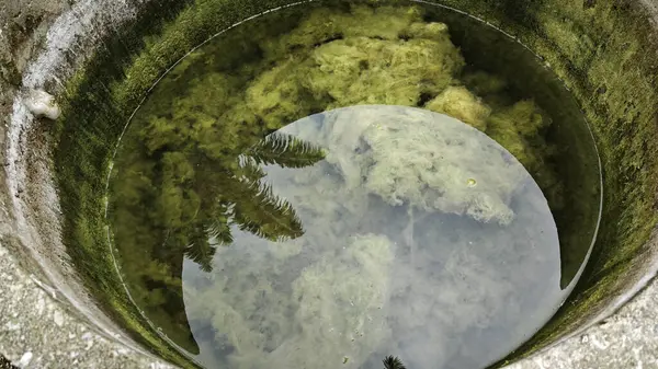 Kristal berrak suyun altında beyaz kıllı yosunlar büyüyor..