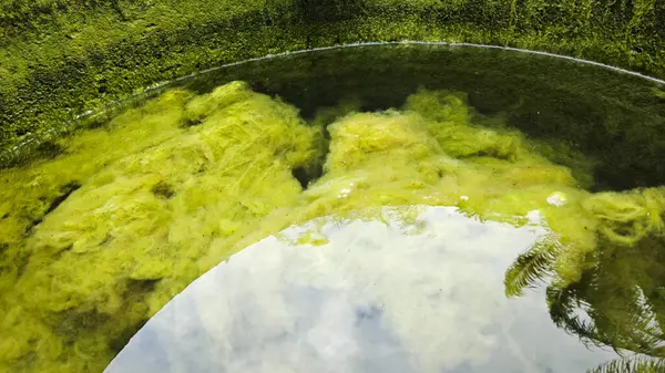 Kristal berrak suyun altında beyaz kıllı yosunlar büyüyor..