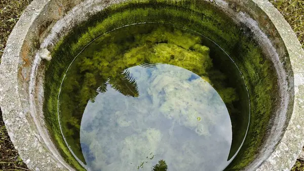 Kristal berrak suyun altında beyaz kıllı yosunlar büyüyor..