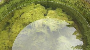 Kristal berrak suyun altında beyaz kıllı yosunlar büyüyor.. 