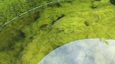 Kristal berrak suyun altında beyaz kıllı yosunlar büyüyor.. 