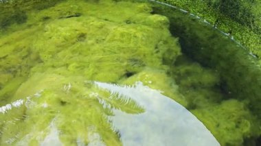 Kristal berrak suyun altında beyaz kıllı yosunlar büyüyor.. 