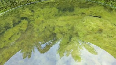 Kristal berrak suyun altında beyaz kıllı yosunlar büyüyor.. 