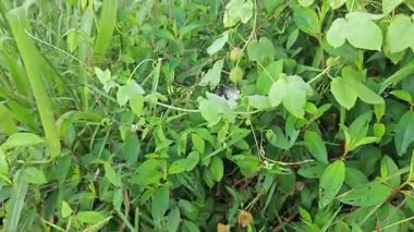 Yabani Passiflora foetida çiçeğinin etrafında uçuşan siyah yaban arısı.