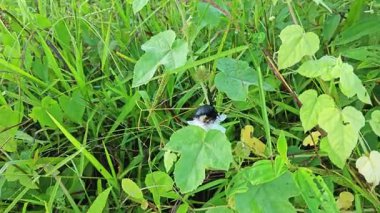 Yabani Passiflora foetida çiçeğinin etrafında uçuşan siyah yaban arısı.