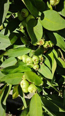 Yapraklı gövde dallarında asılı syzygium samarangense meyveleri kümesi.
