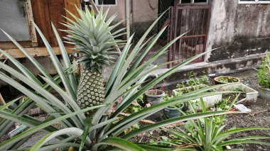 Evde ananas tohumu yetiştiriyorum..