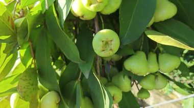 Yapraklı gövde dallarında asılı syzygium samarangense meyveleri kümesi.