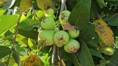 Yapraklı gövde dallarında asılı syzygium samarangense meyveleri kümesi.