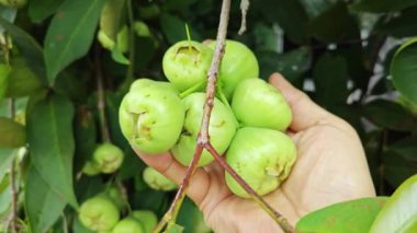 Yapraklı gövde dallarında asılı syzygium samarangense meyveleri kümesi.