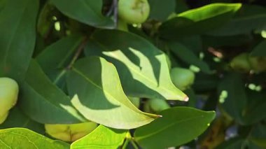 Yapraklı gövde dallarında asılı syzygium samarangense meyveleri kümesi.